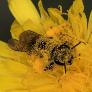 Lasioglossum (Chilalictus) sp. (genus & subgenus) at McKellar, ACT - 9 Jan 2024 11:55 AM