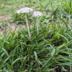 Coprinellus etc. (An Inkcap) at The Pinnacle - 9 Jan 2024 by Margo