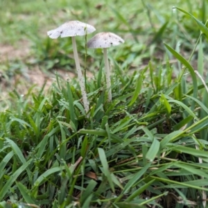 Coprinellus etc. at The Pinnacle - suppressed