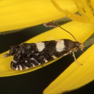 Glyphipterix chrysoplanetis at McKellar, ACT - 9 Jan 2024 11:57 AM