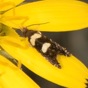 Glyphipterix chrysoplanetis at McKellar, ACT - 9 Jan 2024 11:57 AM