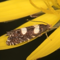 Glyphipterix chrysoplanetis at McKellar, ACT - 9 Jan 2024 11:57 AM