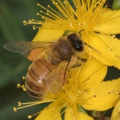 Apis mellifera (European honey bee) at McKellar, ACT - 9 Jan 2024 by kasiaaus