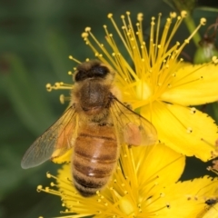 Apis mellifera at McKellar, ACT - 9 Jan 2024