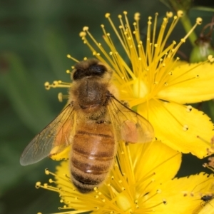 Apis mellifera at McKellar, ACT - 9 Jan 2024