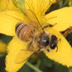 Apis mellifera at McKellar, ACT - 9 Jan 2024