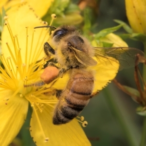 Apis mellifera at McKellar, ACT - 9 Jan 2024