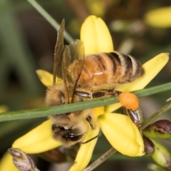 Apis mellifera (European honey bee) at McKellar, ACT - 9 Jan 2024 by kasiaaus