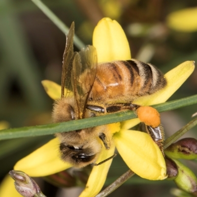 Apis mellifera (European honey bee) at McKellar, ACT - 9 Jan 2024 by kasiaaus