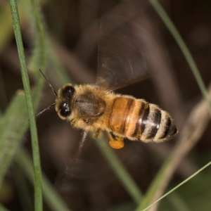 Apis mellifera at Croke Place Grassland (CPG) - 9 Jan 2024