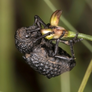 Sosytelus pithecius at McKellar, ACT - 9 Jan 2024