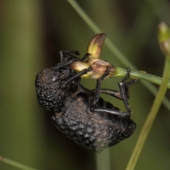 Sosytelus pithecius at Croke Place Grassland (CPG) - 9 Jan 2024