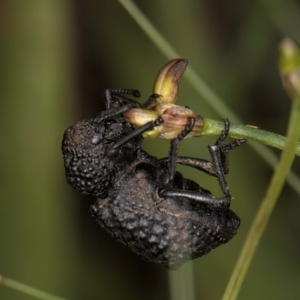 Sosytelus pithecius at Croke Place Grassland (CPG) - 9 Jan 2024