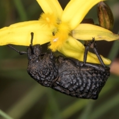 Sosytelus pithecius at McKellar, ACT - 9 Jan 2024