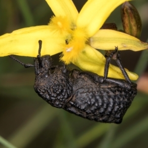 Sosytelus pithecius at McKellar, ACT - 9 Jan 2024