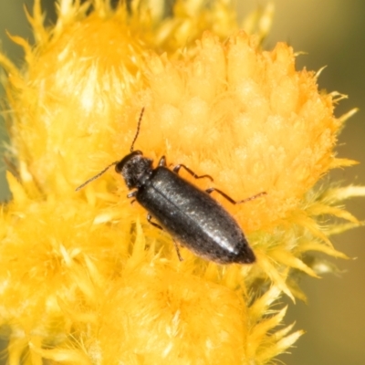Dasytinae (subfamily) (Soft-winged flower beetle) at McKellar, ACT - 9 Jan 2024 by kasiaaus