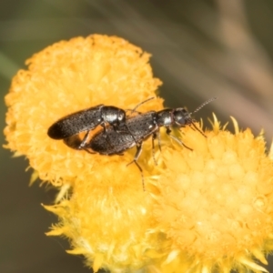 Dasytinae (subfamily) at McKellar, ACT - 9 Jan 2024