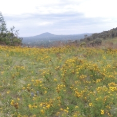 Hypericum perforatum (St John's Wort) at Tuggeranong Hill - 7 Jan 2024 by michaelb