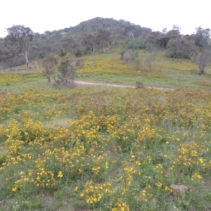 Hypericum perforatum at Tuggeranong Hill - 7 Jan 2024