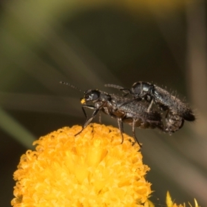 Dasytinae (subfamily) at McKellar, ACT - 9 Jan 2024