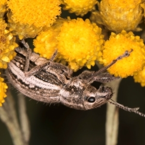 Naupactus leucoloma at Croke Place Grassland (CPG) - 9 Jan 2024