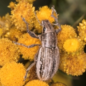 Naupactus leucoloma at McKellar, ACT - 9 Jan 2024