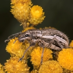 Naupactus leucoloma at Croke Place Grassland (CPG) - 9 Jan 2024