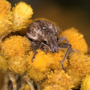 Naupactus leucoloma at Croke Place Grassland (CPG) - 9 Jan 2024