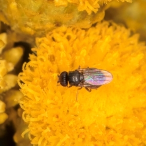 Muscoidea (super family) at McKellar, ACT - 9 Jan 2024