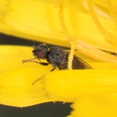 Muscoidea (super family) at McKellar, ACT - 9 Jan 2024