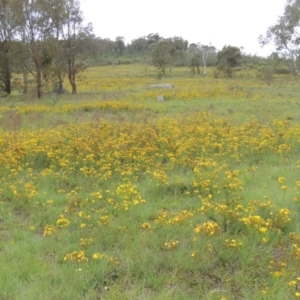 Hypericum perforatum at Tuggeranong Hill - 7 Jan 2024