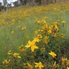 Hypericum perforatum at Tuggeranong Hill - 7 Jan 2024