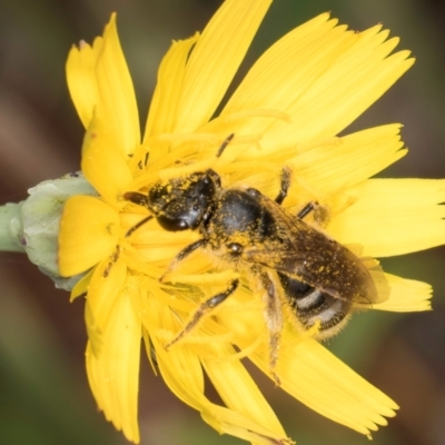 Lasioglossum (Chilalictus) sp. (genus & subgenus) (Halictid bee) at Croke Place Grassland (CPG) - 9 Jan 2024 by kasiaaus