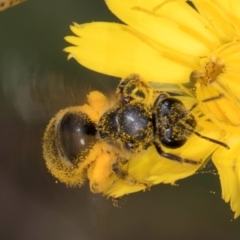 Lasioglossum (Chilalictus) sp. (genus & subgenus) (Halictid bee) at Croke Place Grassland (CPG) - 9 Jan 2024 by kasiaaus