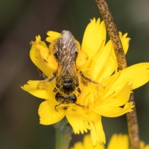 Lasioglossum (Chilalictus) sp. (genus & subgenus) at McKellar, ACT - 9 Jan 2024 12:28 PM