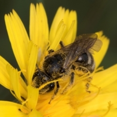 Lasioglossum (Chilalictus) sp. (genus & subgenus) (Halictid bee) at Croke Place Grassland (CPG) - 9 Jan 2024 by kasiaaus