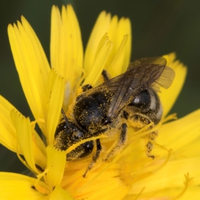 Lasioglossum (Chilalictus) sp. (genus & subgenus) (Halictid bee) at Croke Place Grassland (CPG) - 9 Jan 2024 by kasiaaus