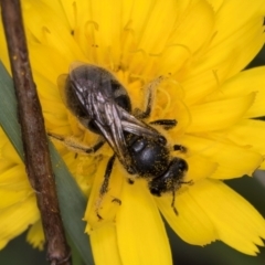 Lasioglossum (Chilalictus) sp. (genus & subgenus) at McKellar, ACT - 9 Jan 2024 12:29 PM