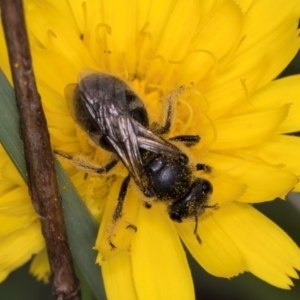 Lasioglossum (Chilalictus) sp. (genus & subgenus) at McKellar, ACT - 9 Jan 2024 12:29 PM