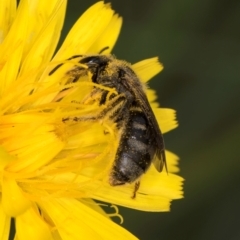 Lasioglossum (Chilalictus) sp. (genus & subgenus) at Croke Place Grassland (CPG) - 9 Jan 2024