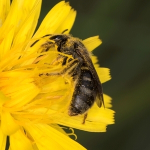 Lasioglossum (Chilalictus) sp. (genus & subgenus) at McKellar, ACT - 9 Jan 2024 12:29 PM