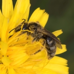 Lasioglossum (Chilalictus) sp. (genus & subgenus) at McKellar, ACT - 9 Jan 2024 12:29 PM