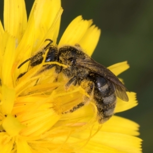 Lasioglossum (Chilalictus) sp. (genus & subgenus) at Croke Place Grassland (CPG) - 9 Jan 2024