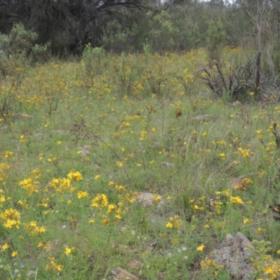 Hypericum perforatum (St John's Wort) at Conder, ACT - 7 Jan 2024 by MichaelBedingfield