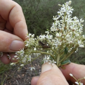 Phaulacridium vittatum at QPRC LGA - 10 Jan 2024 08:15 AM