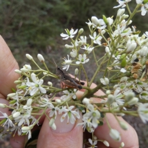 Phaulacridium vittatum at QPRC LGA - 10 Jan 2024 08:15 AM