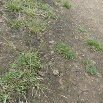 Chloris truncata (Windmill Grass) at Queanbeyan West, NSW - 9 Jan 2024 by Paul4K