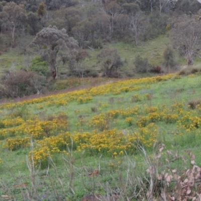 Hypericum perforatum (St John's Wort) at Tuggeranong Hill - 7 Jan 2024 by MichaelBedingfield