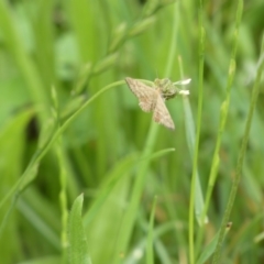 Scopula rubraria (Reddish Wave, Plantain Moth) at Bicentennial Park - 9 Jan 2024 by Paul4K