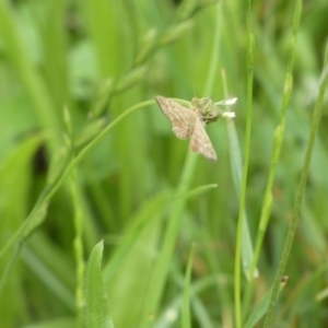 Scopula rubraria at Bicentennial Park - 10 Jan 2024